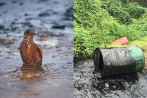 effects of waste oil on the environment